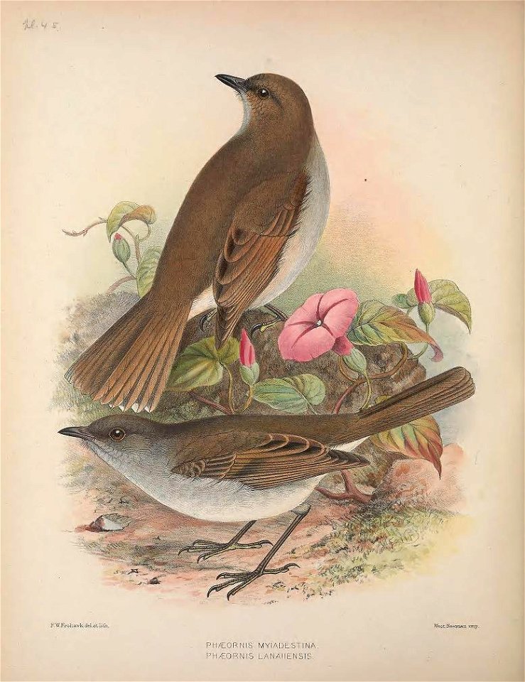 Myadestes myadestinus from The Birds of the Sandwich Islands, up; Myadestes lanaiensis, down