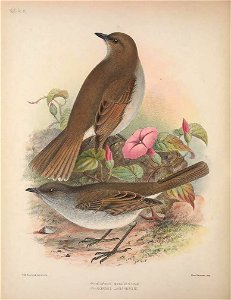 Myadestes myadestinus from The Birds of the Sandwich Islands, up; Myadestes lanaiensis, down