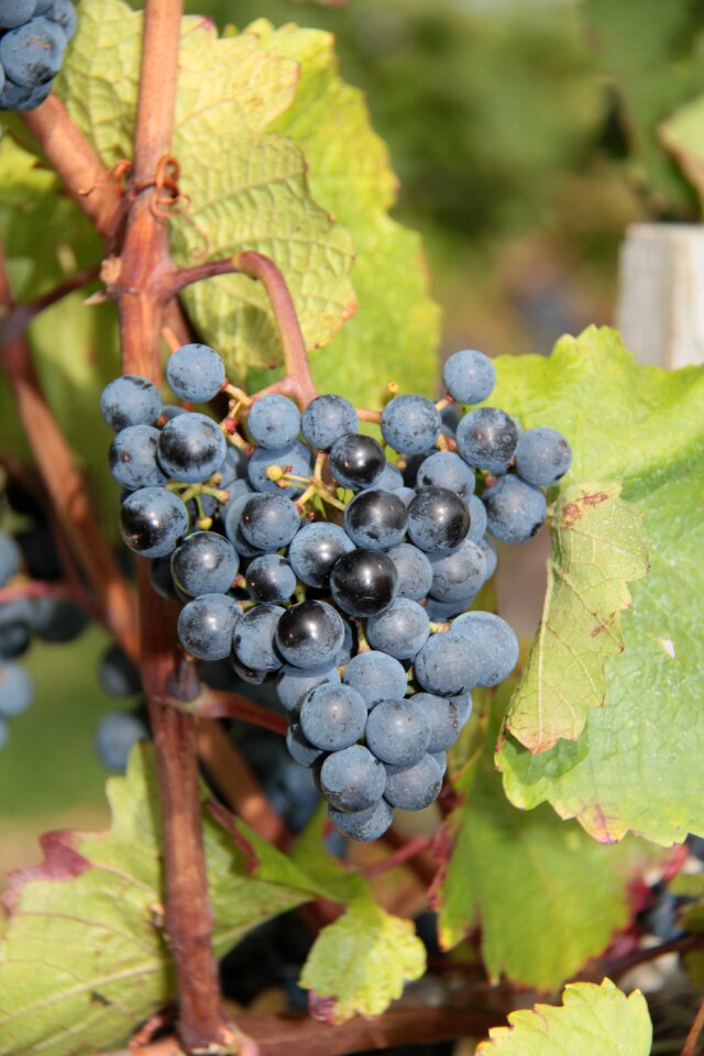 Wine grapes autumn