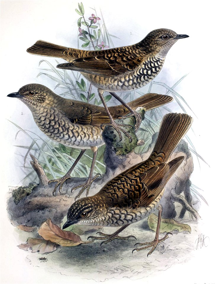 llustration showing Kāmaʻo (Myadestes myadestinus),
Phaeornis lanaiensis which is now a synonym of the Lanaʻi Olomaʻo (Myadestes lanaiensis lanaiensis)
and ‘Ōma’o (Myadestes obscurus) from Avifauna of