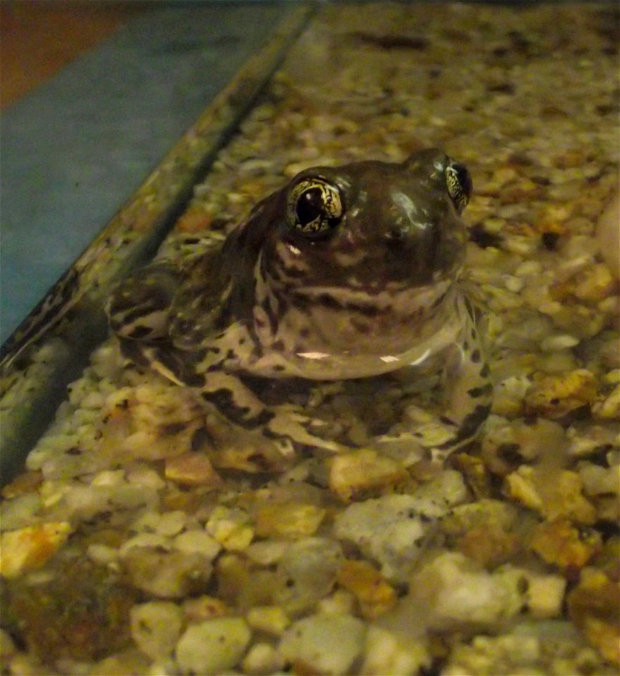 Captive Spea hammondii at the San Diego Natural History Museum, California, USA.