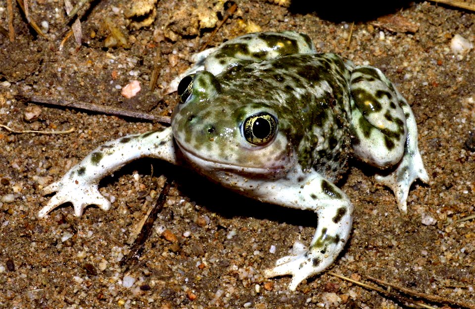 Western spadefoot toad (Spea hammondii) near Badger Canyon, San Bernardino County, California, USA.