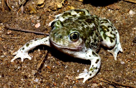 Western spadefoot toad (Spea hammondii) near Badger Canyon, San Bernardino County, California, USA.