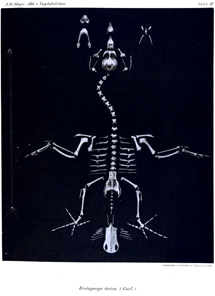 Brotogerys tirica = Brotogeris tirica[1]