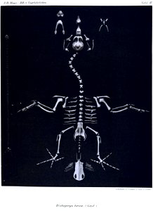Brotogerys tirica = Brotogeris tirica[1]