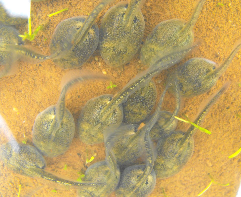 Tadpoles of Spea hammondii in a vernal pool on Carmel Mountain in San Diego, California, USA. photo