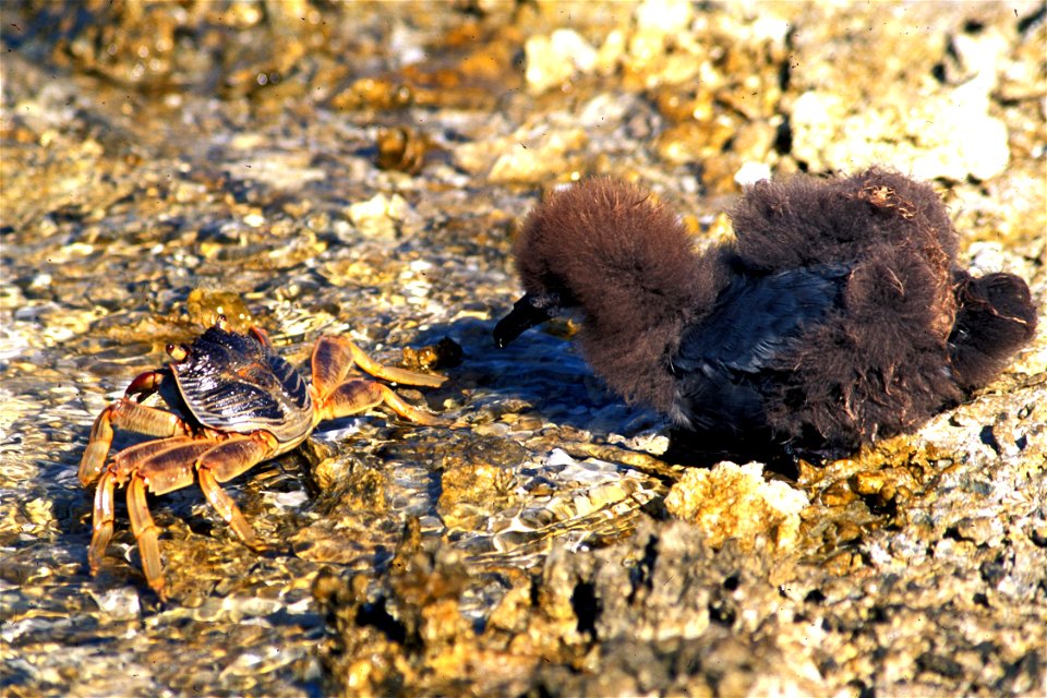 A Murphy's petrel chick takes a close look at a crab on Ducie Atoll