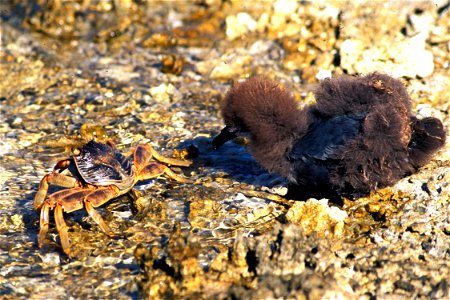 A Murphy's petrel chick takes a close look at a crab on Ducie Atoll