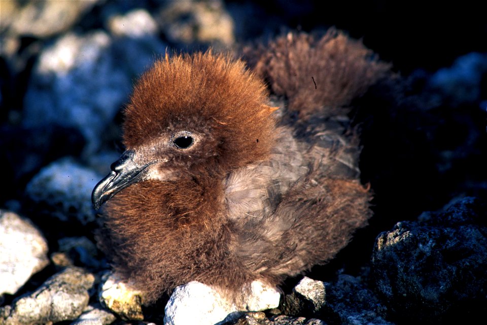 A Murphy's petrel chick, Ducie island