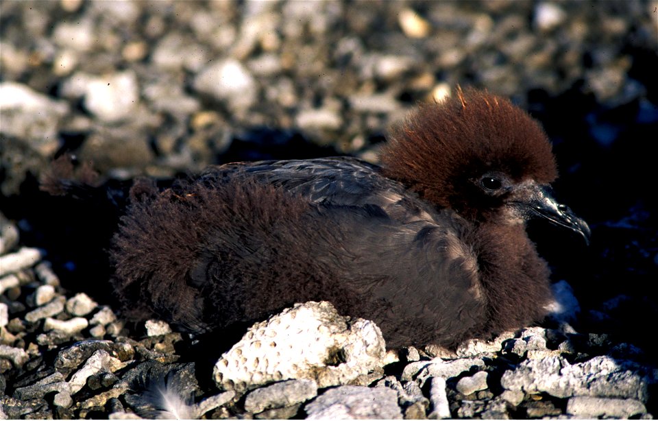 A Murphy's Petrel chick nearing fledging on Oeno island