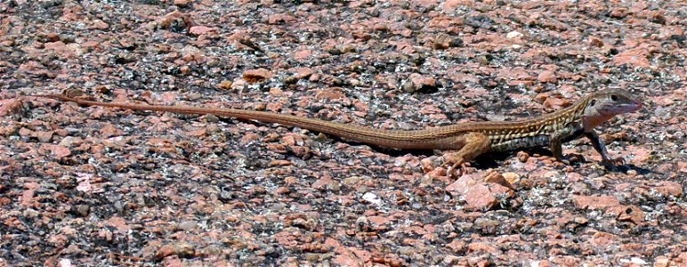 Texas spotted whiptail, on rock habitat near Moss Lake, Enchanted Rock State Natural Area.