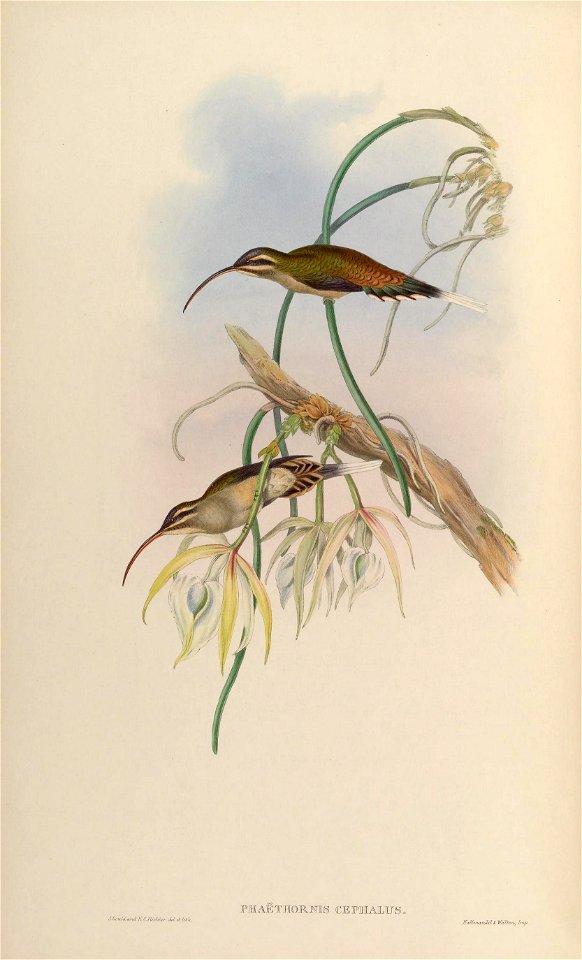 J.Gvii'lM^mnd ti'.CTiu-Mjffr. dd elrlilh. 
PlIAETHORKIS CEPHALUS 

Jfit^/jm.'a/TijJfl & IVaVbcpo. Imp
