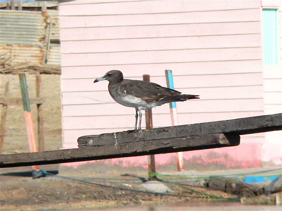Juvenile Sooty Gull Ichthyaetus hemprichii, in Suakin harbour, Sudan.