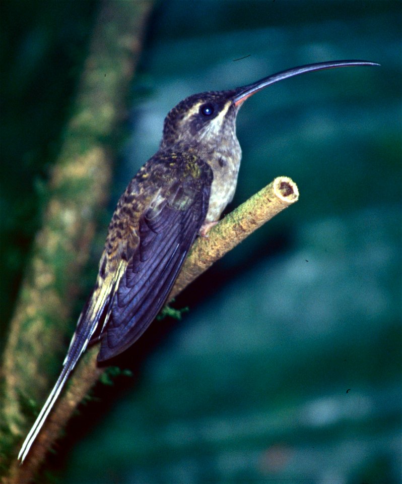 Baron's Hermit (Phaethornis longirostris baroni) from Ecuador