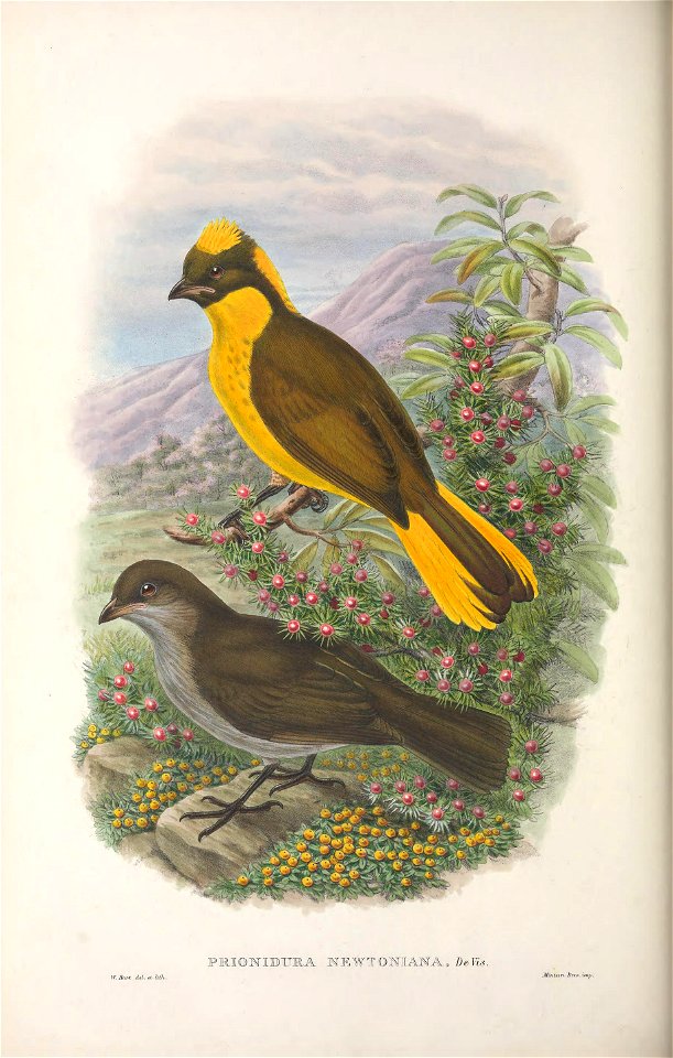 Prionodura newtoniana - Monograph of the Paradiseidae, or Birds of Paradise, and Ptilonorhynchidae, or Bower-birds. v.2 (1891-1898).