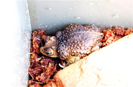 By: Danna Liurova (DRV) USFWS YAP May 01, 2012 The Puerto Rican Crested Toad (Sapo Concho). photo