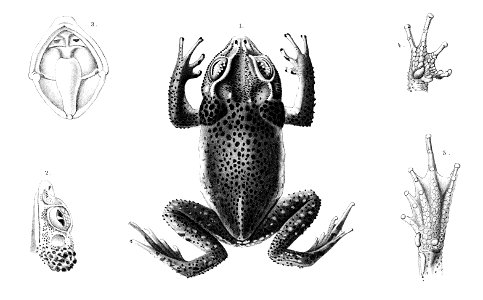 Bufo panayanus Seoane