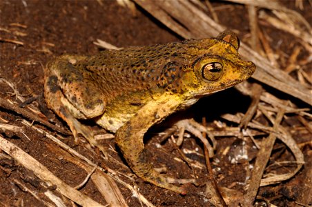 Scientific name: Peltophryne lemur Common name Puerto Rican Crested toad Common name Spanish: Sapo Concho Puertorriqueño Status, Threatened Listed on August 4, 1987 Location: Gabia, Coamo, Pue photo