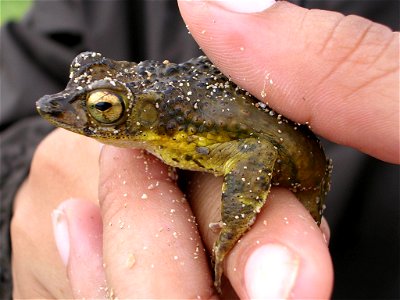 PRCrestedToad closeup photo