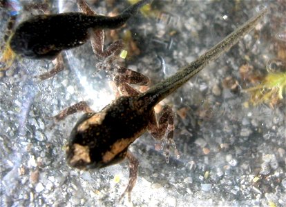 Late developmental stages of the tadpole metamorphosis.  Notice the colors and hourglass pattern distinctive of the species.
Scientific name:  Peltophryne lemur,   Puerto Rican Crested Toad, Spanish: 