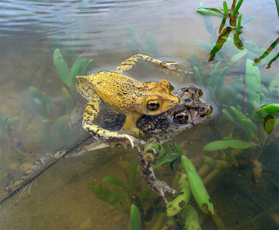 Male and female Bufo lemur in mating position.  The critically endangered species is endemic to Puerto Rico.
