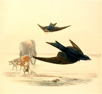 « Atticora cyanoleuca » = Pygochelidon cyanoleuca (Blue-and-white Swallow)