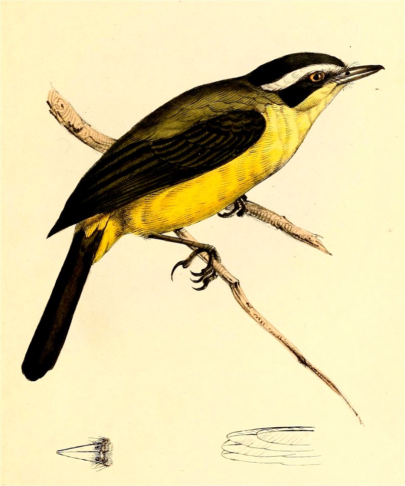 Tyrannula superciliosa = Myiozetetes similis (Social Flycatcher)