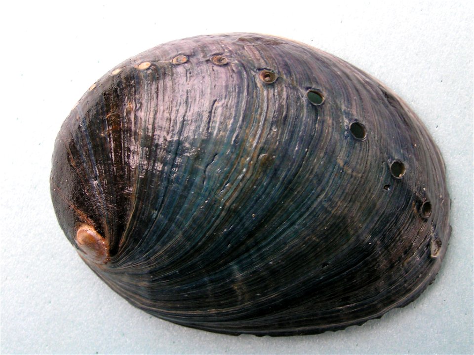 Dorsal view of a shell of H. cracherodii