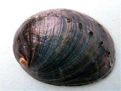 Dorsal view of a shell of H. cracherodii