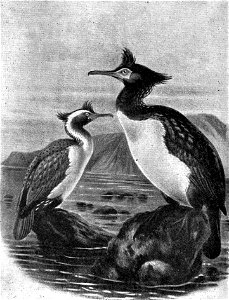 Spotted Shag (Stictocarbo punctatus) and Chatham Island Shag (Leucocarbo onslowi) by Johannes Gerard Keulemans from Emerald Hours in New Zealand (1906), a travelogue by English tourist Alys Lowth Adla