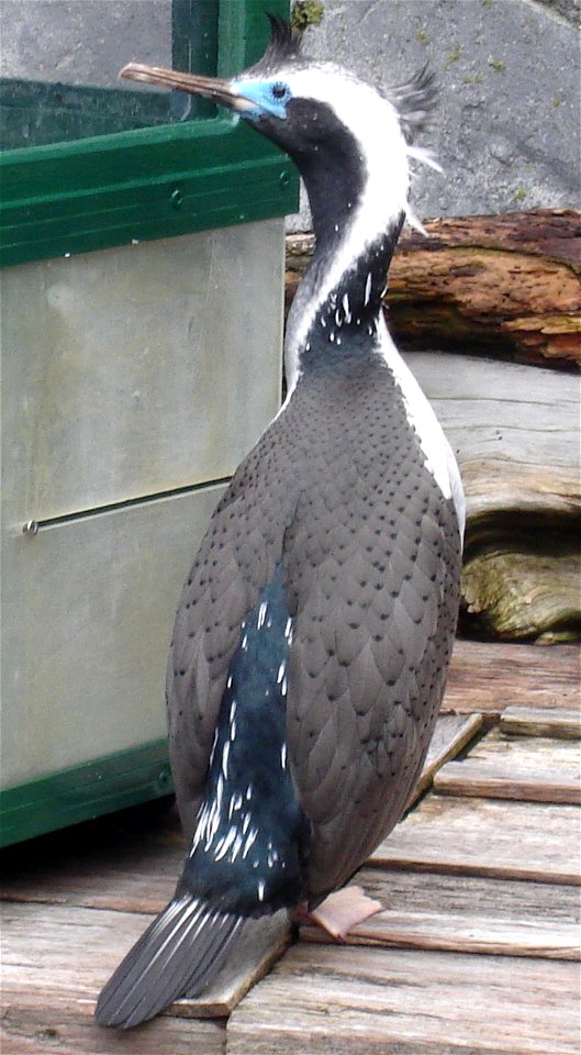Phalacrocorax punctatus, Auckland Zoo