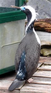 Phalacrocorax punctatus, Auckland Zoo