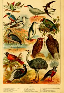 B\t.HOr»ism),a g-', 
Tern (Sterna hirundo). 
BIRDS. 
Penguin KPygoscelis eaniata). 
The Amazon Parrot (Chrysofis). 
. Heron .Ardea cinerea). 
Eared Owl ./tsio otus). 
Black-beaded Gros-beak ( 

Inipey