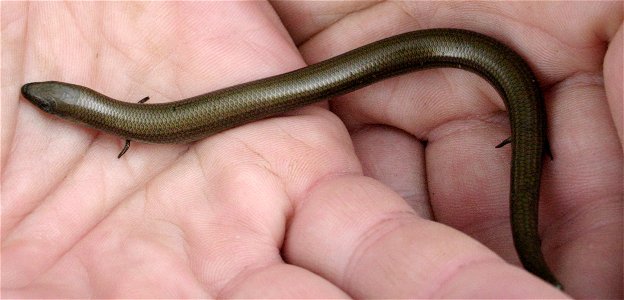 Chalcides chalcides, photo taken by User:Hjvannes on 13-02-2007 near Felitto, Campania, Italy.
