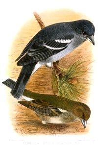 Fringilla teydea polatzeki. In the illustration appears as a subspecies Fringilla teydea polatzeki from Gran Canaria. In 2016 a paper published in Journal of Avian Biology showed it to be a separate s photo