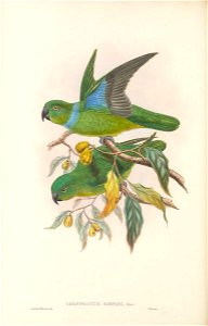 Geoffroyus simplex