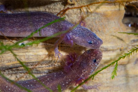Barton Springs Salamander (Eurycea sosorum)