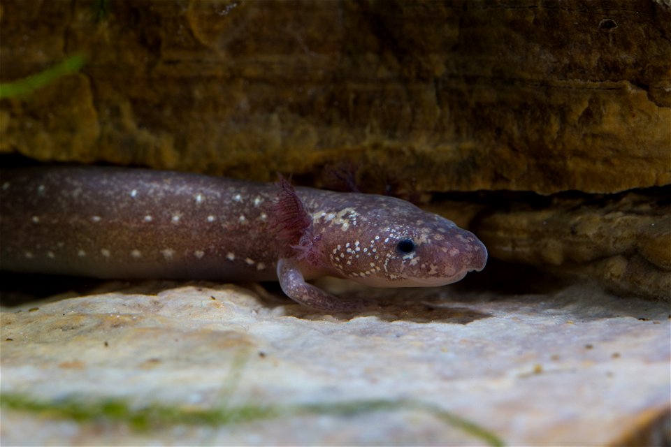 Barton Springs Salamander (Eurycea sosorum)