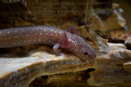Barton Springs Salamander (Eurycea sosorum)