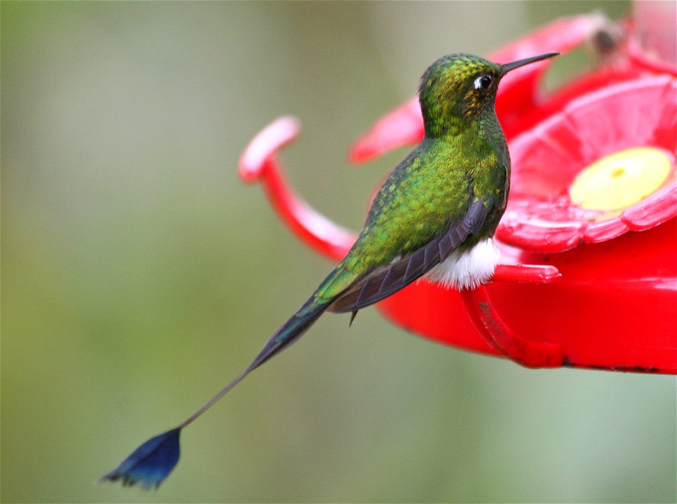 A male Booted racket-tail hummingbird (Ocreatus underwoodii melanantherus) photographed by Tad Boniecki at the Bellavista cloudforest resort in Ecuador, February 2007.