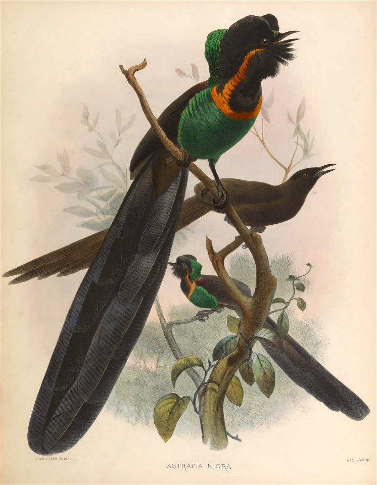 A monograph of the Paradiseidae or birds of paradise.