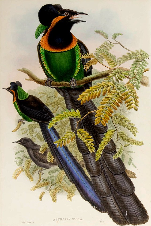 Astrapia nigra- The birds of New Guinea and the adjacent Papuan islands : including many new species recently discovered in Australia. v.1 (Plate XVII).