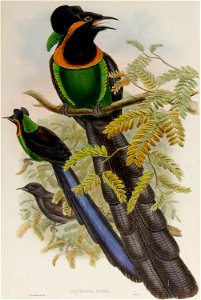 Astrapia nigra- The birds of New Guinea and the adjacent Papuan islands : including many new species recently discovered in Australia. v.1 (Plate XVII).