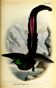 Colour plate no XVIII from 1885, accompanying first description of the species; author: Julius von Madarász. Astrarchaia stephaniae = Astrapia stephaniae, referring to Princess Stephanie's Astrapia.