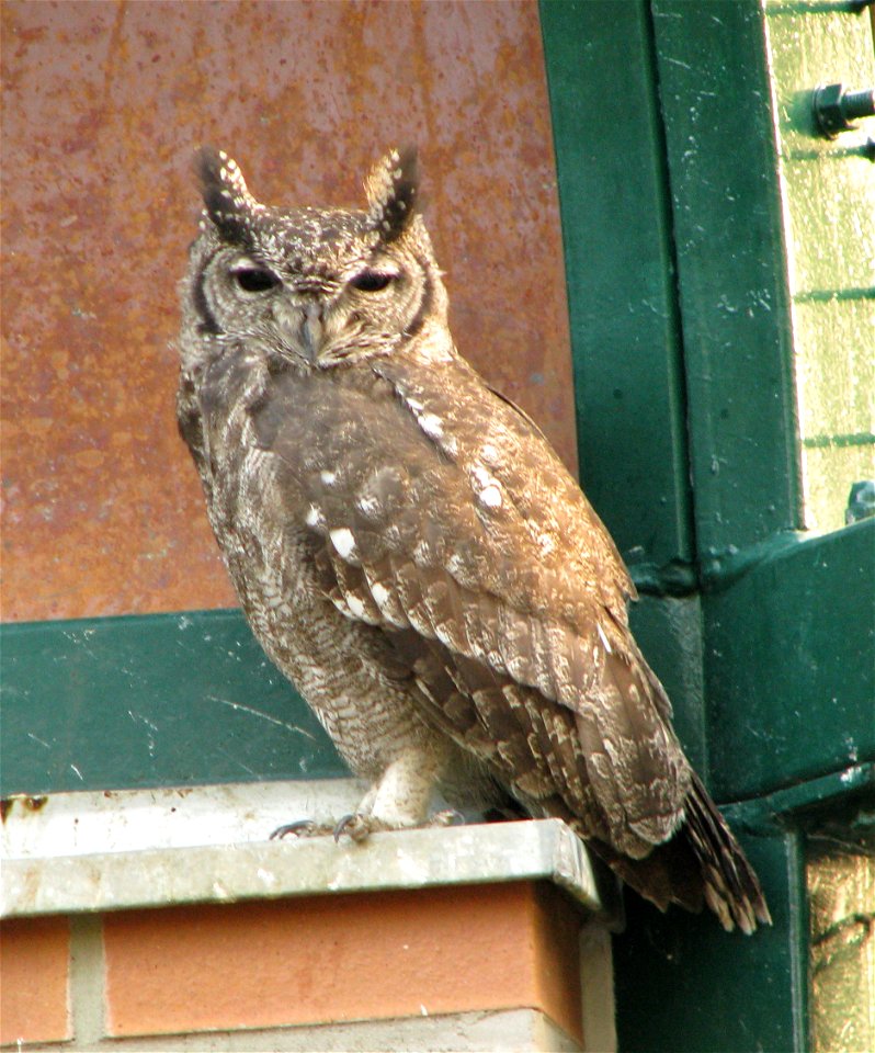 Bubo cinerascens in Animal park Berlin