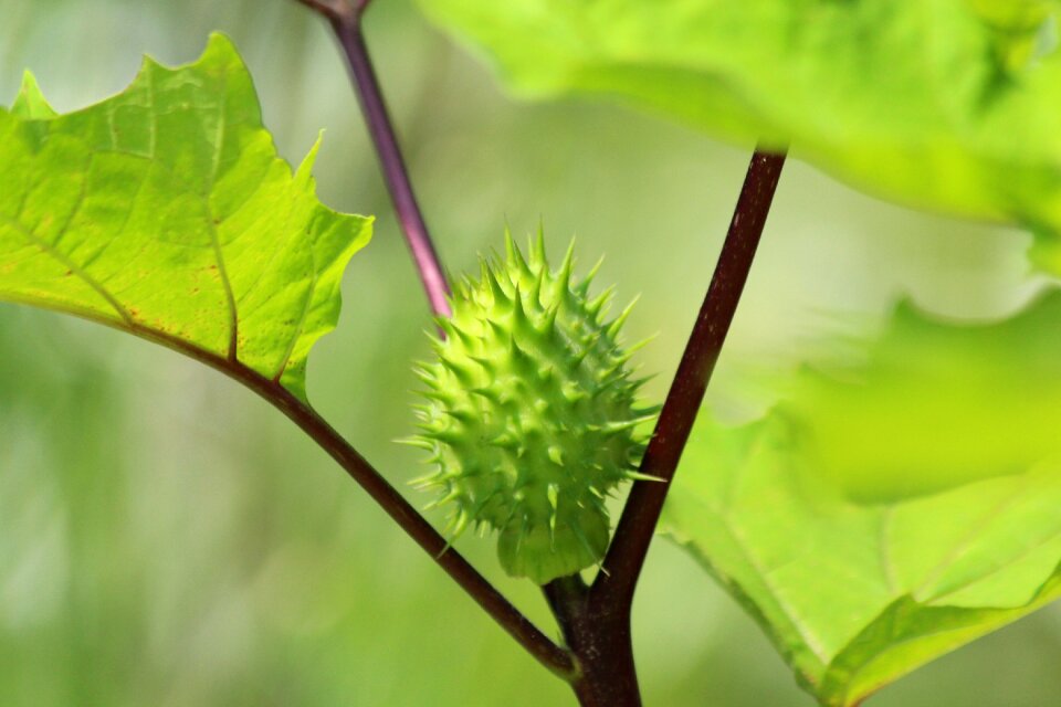 Green datura unusual