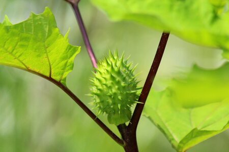 Green datura unusual