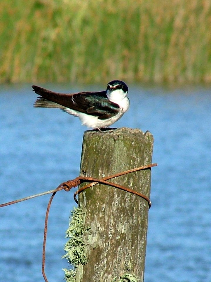 White-rumped Swallow (Tachycineta leucorrhoa) at General Lavalle, Buenos Aires, Argentina