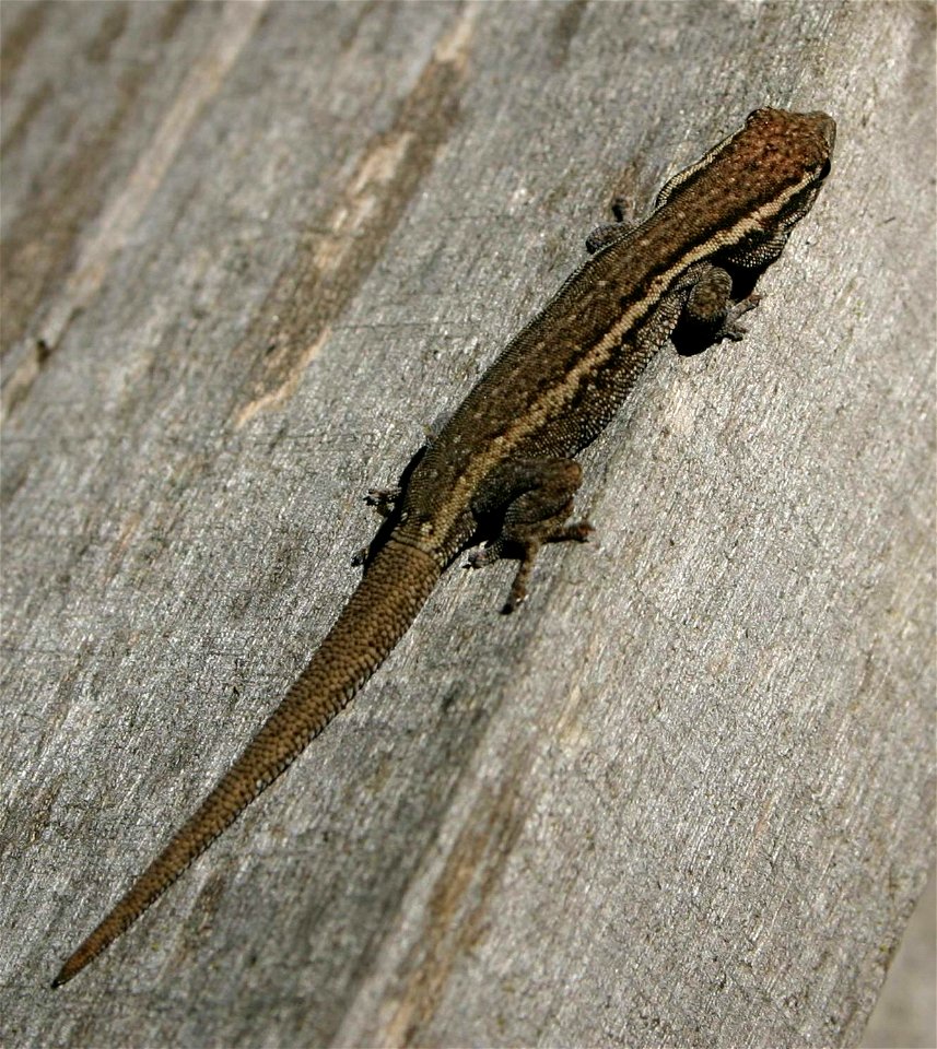 Lygodactylus capensis - Cape dwarf gecko, Gauteng, South Africa