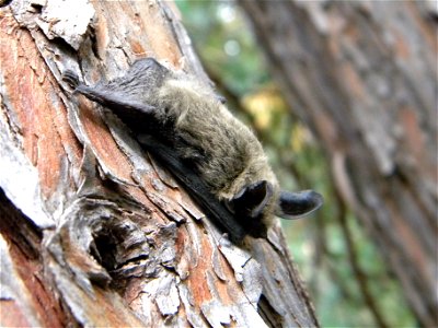 Myotis species, Likely a western long-eared bat (Myotis evotis)